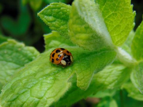Harmonia axyridis