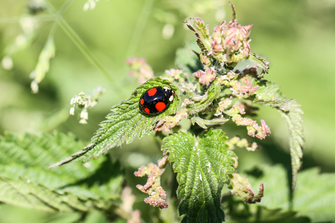 Harmonia axyridis, forme spectabilis