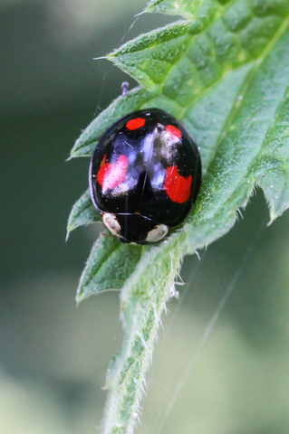Harmonia axyridis, forme spectabilis