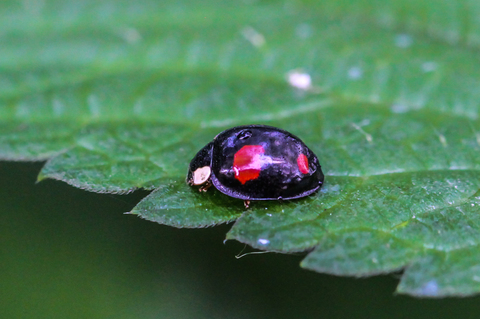 Harmonia axyridis, forme spectabilis