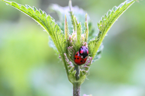 Harmonia axyridis in copula, la Coccinelle asiatique