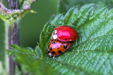 Harmonia axyridis in copula, la Coccinelle asiatique