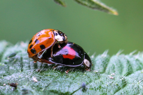 Harmonia axyridis in copula, la Coccinelle asiatique