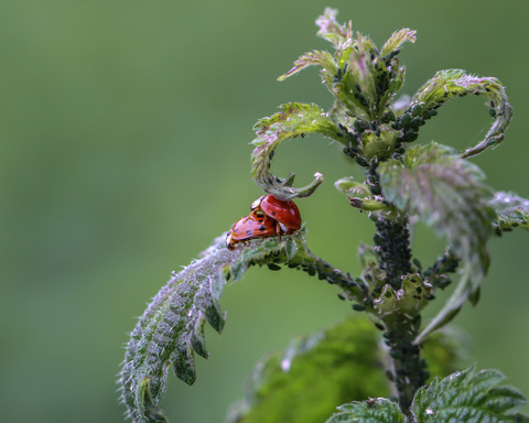 Harmonia axyridis in copula, la Coccinelle asiatique