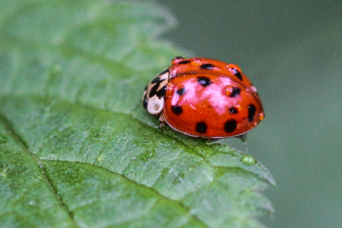 Harmonia axyridis, la Coccinelle asiatique