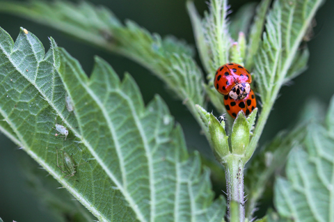 Harmonia axyridis, la Coccinelle asiatique
