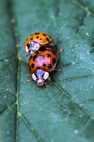 Harmonia axyridis, la Coccinelle asiatique