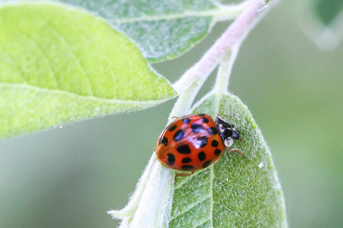 Harmonia axyridis, la Coccinelle asiatique