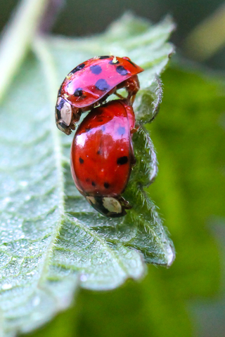 Harmonia axyridis, la Coccinelle asiatique