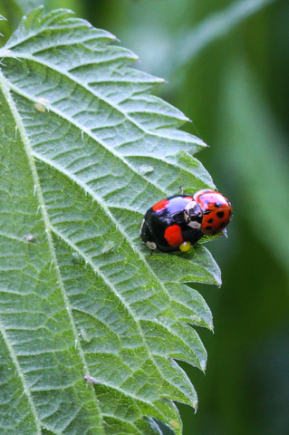 Harmonia axyridis, la Coccinelle asiatique