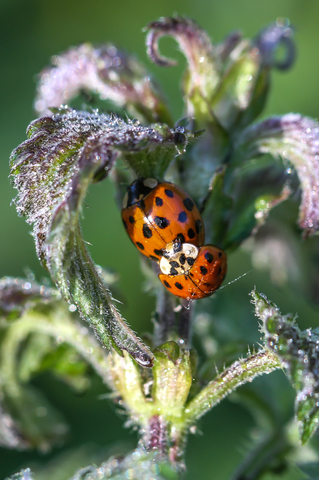 Harmonia axyridis, la Coccinelle asiatique