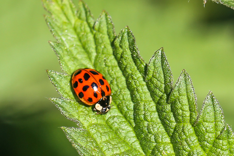 Harmonia axyridis, la Coccinelle asiatique