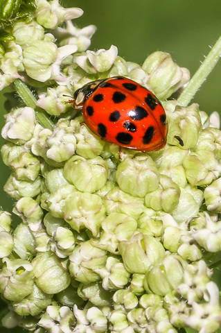 Harmonia axyridis, la Coccinelle asiatique