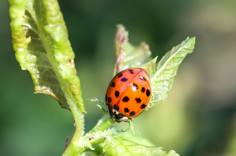 Harmonia axyridis, la Coccinelle asiatique
