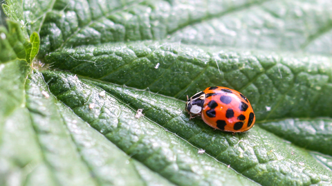 Harmonia axyridis, la Coccinelle asiatique