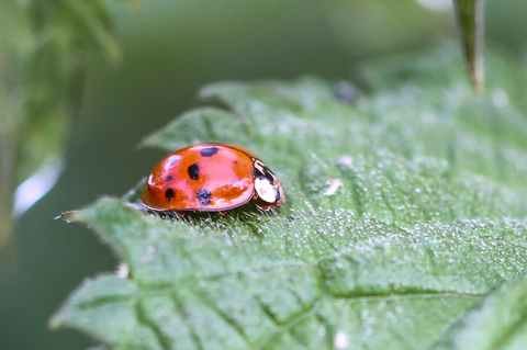 Harmonia axyridis, la Coccinelle asiatique