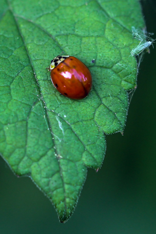 Harmonia axyridis, la Coccinelle asiatique