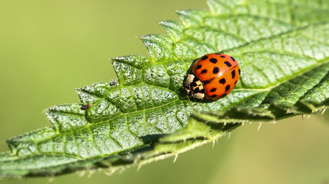 Harmonia axyridis, la Coccinelle asiatique
