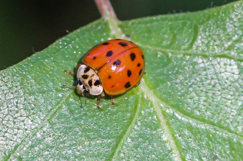 Harmonia axyridis, la Coccinelle asiatique