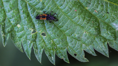 Harmonia axyridis, la Coccinelle asiatique