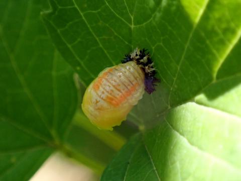 Nymphe Harmonia axyridis