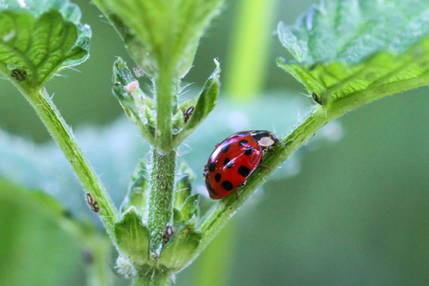 Harmonia axyridis, une coccinelle asiatique