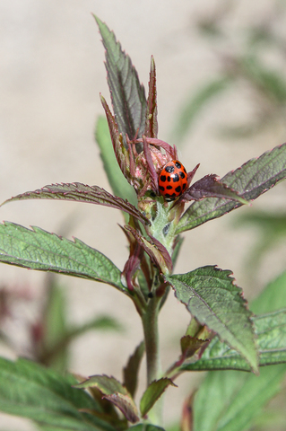 Harmonia axyridis