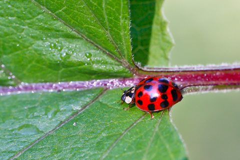 Harmonia axyridis