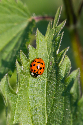  Harmonia axyridis
