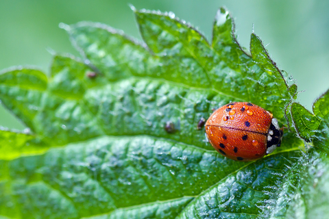  Harmonia axyridis