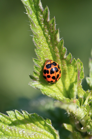  Harmonia axyridis