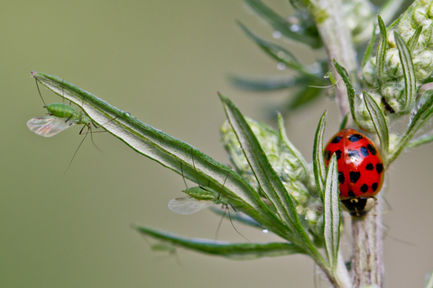  Harmonia axyridis