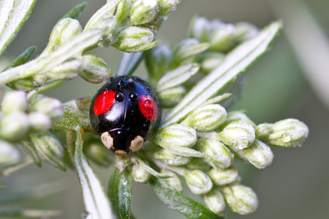  Harmonia axyridis