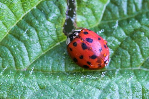 Harmonia axyridis