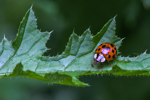 Harmonia axyridis
