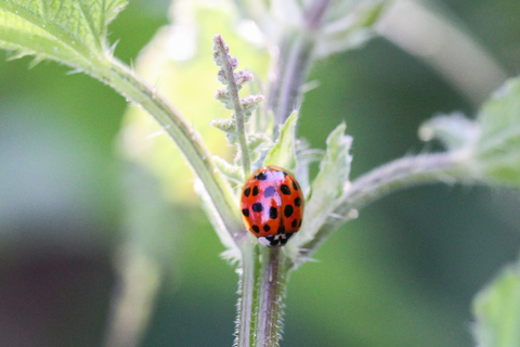 Harmonia axyridis
