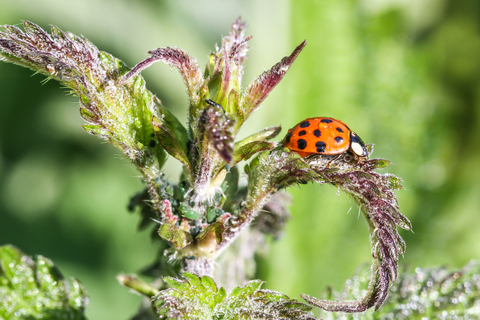 Harmonia axyridis