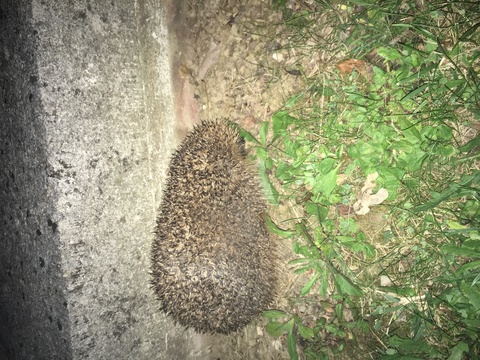 Hérisson adulte parc du château 