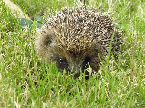 Hérisson d'Europe - Erinaceus europaeus