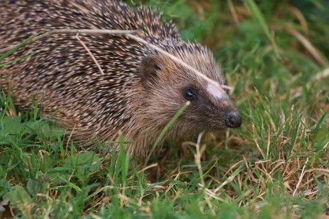 Hérisson en maraude