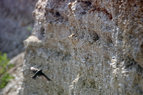 Hirondelle de rivage