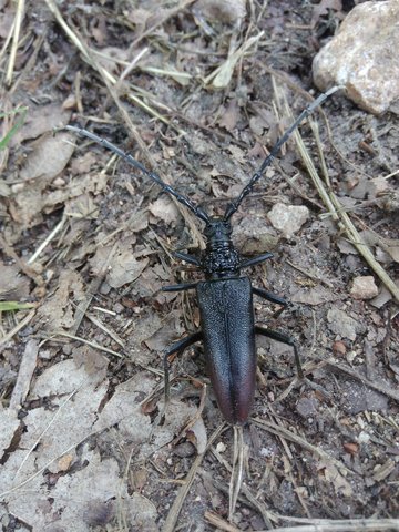 Cerambyx cerdo
