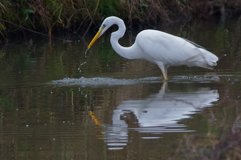 Ardea alba Grande aigrette