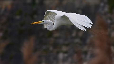 Ardea alba Grande aigrette