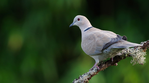 Streptopelia decaocto / Tourterelle turque