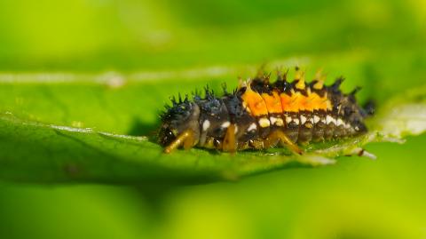 Larve d'Harmonia axyridis