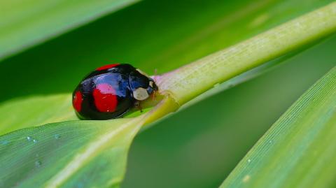 Harmonia axyridis