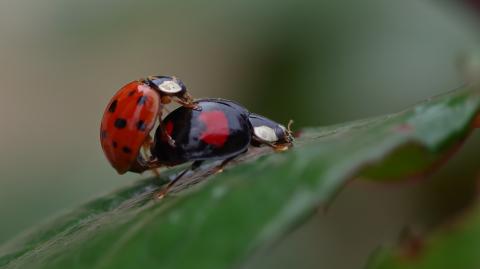 Harmonia axyridis
