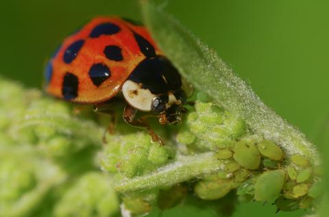 Harmonia axyridis