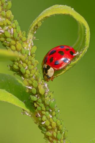 Prédation d'Harmonia axyridis